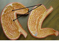 Gastric Folds