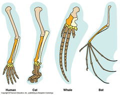 Homologous structures