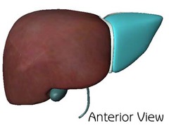Left lobe of Liver