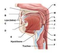 Lingual Tonsil