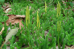 Lycopodium