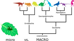 Macroevolution