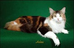 Maine coon