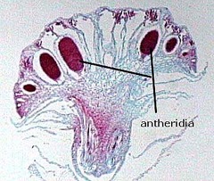 Marchantia Antheridia