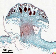 Marchantia Antheridiophore