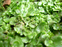 Marchantia Liverworts