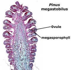 megasporophyll