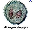 microgametophyte