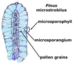 microsporophyll