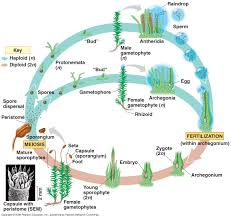 Moss life cycle