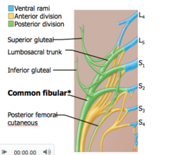Nerves of the sacral plexus arising from the posterior division tend to innervate what muscles?