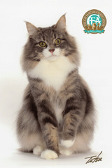 Norwegian Forest Cat