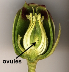 Ovules