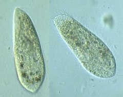 Paramecium Multimicronucleatum