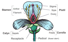 peduncle