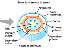 phloem