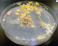 Physarum- Plasmodium Slime Mold