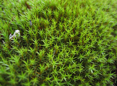 Polytrichum Moss