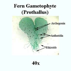 Prothallus