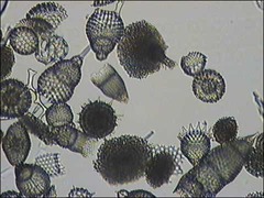 Radiolarians