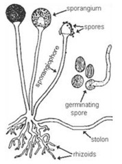 Rhizoid