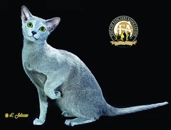 Russian blue