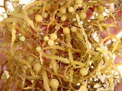 Sargassum