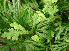 Selaginella