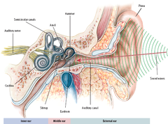 Sensory Processing in the Ear