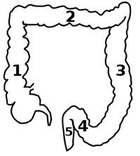 Sigmoid colon