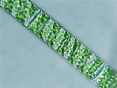 Spirogyra