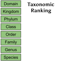 Taxonomic Ranks