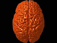 The average weight of the human brain is...