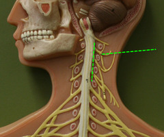The cervical plexus arises from what spinal nerves?