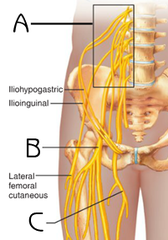 The lumbar plexus arises from the anterior rami of what spinal nerves?