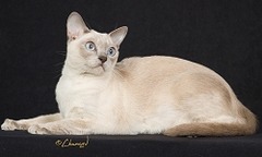 Tonkinese