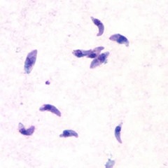 Toxoplasma gondii trophozoite