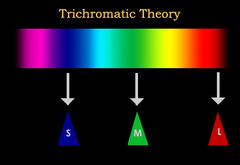 Trichromatic Theory