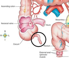 Vermiform Appendix