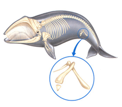 Vestigial Structures