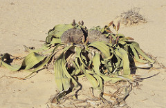 Welwitschia mirabilis