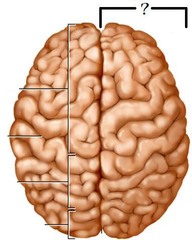 What are the two halves of the brain called?