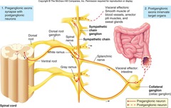 What branches of a spinal nerve are associated with the autonomic nervous system?