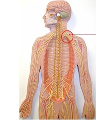 What is a network of interweaving anterior rami of spinal nerves?