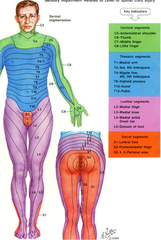 What is a specific segment of skin supplied by a single spinal nerve?