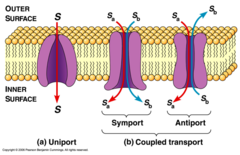 What is Symport transport?