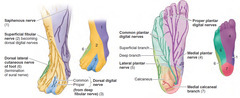 What is the cutaneous innervation of the deep fibular nerve?