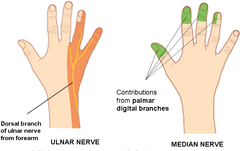 What is the cutaneous innervation of the median nerve?