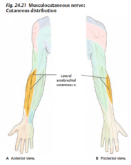 What is the cutaneous innervation of the musculocutaneous nerve?