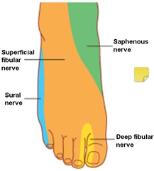 What is the cutaneous innervation of the superficial fibular nerve?